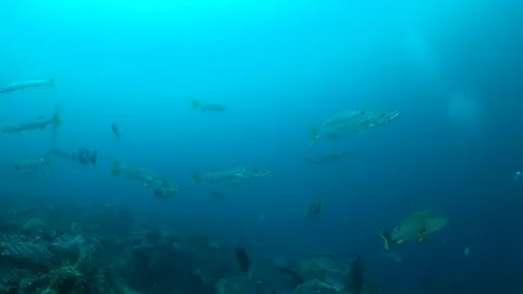 School of barracuda swimming up to the camera and away into the blue Stock Footage 130240718
