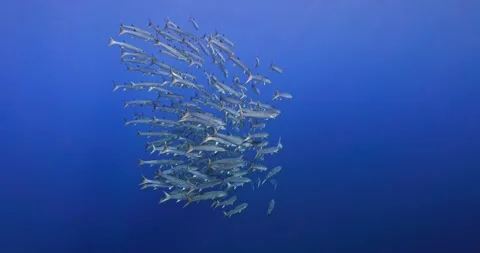 School of Barracuda Swimming in Deep Blue Ocean Water Video stock 341754307