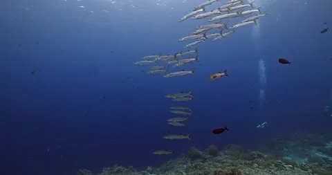School of Barracuda Swimming in Deep Blue Ocean Water Video stock 341756234