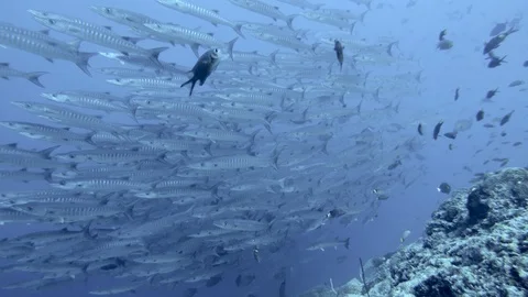 School of Barracuda swimming Stock Footage 125792816