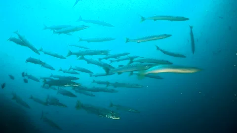 School of Barracuda swimming towards the camera and off into the blue Stock Footage 130240676