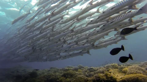 School Of Barracuda Swimming Underwater Stock Footage 48025341