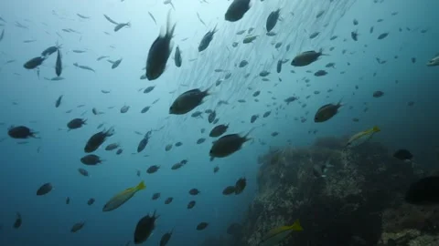 School of Barracudas and Small Fish with a Pinnacle in the Background Stock Footage 271528523