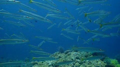 School of barracudas Video stock 112037369