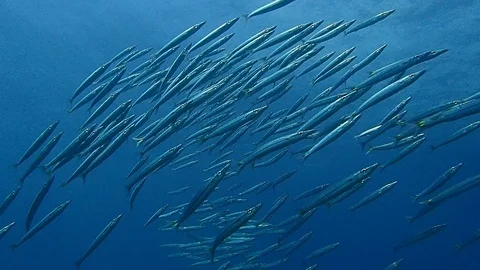 School of barracudas Stock Footage 112037532