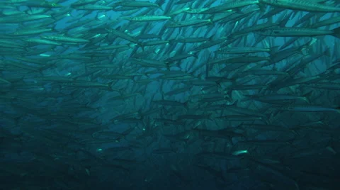 School of barracudas swimming underwater Stock Footage 46659853