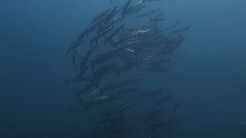 A school of barracudas turning in a whirlwind Video stock 119694110