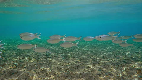 School of Barred Flagtail fish swims on shallows shiny scales in sunbeams Video stock 313805223
