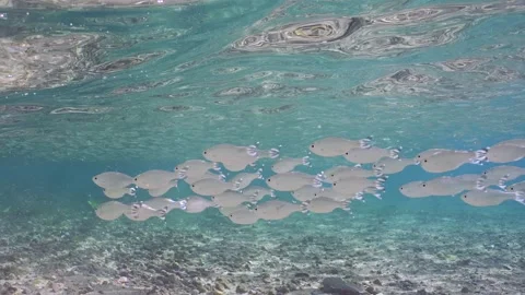 School of Barred flagtail swims in blue water on bright sunny day Video stock 281435256