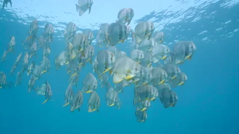 School of Bat Fish, Aliwal Shoal, Indonesian Ocean, South Africa Stock Footage 238019042