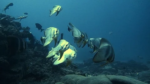 A school of bat fishs Stock Footage 120235976