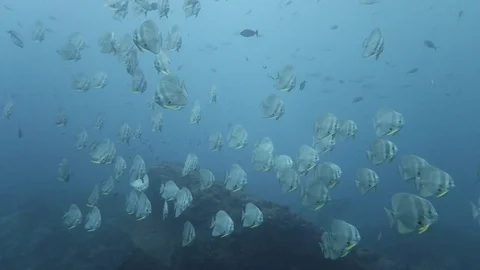 School of bat/ spade fish Stock Footage 80815613