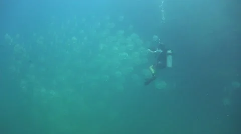 School of batfish and diver Stock Footage 61504278