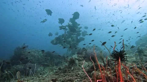 School Of Batfish, Barrier Reef Stock Footage 280171698