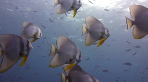 School of batfish from below 動画素材 33070620