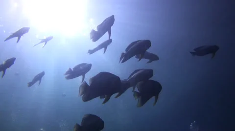 School of Batfish Stock Footage 27818257