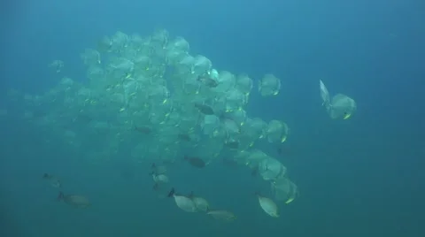 School of batfish Stock Footage 61503118