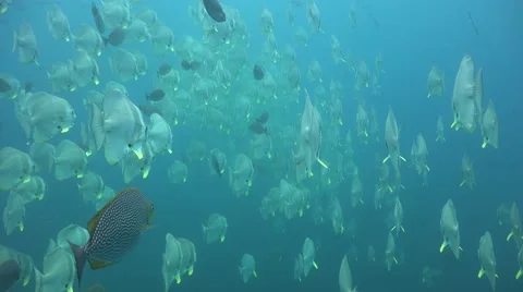School of batfish Stock Footage 61505512