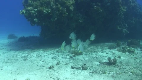 School of batfish Video stock 96705972