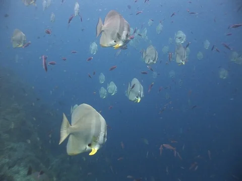 School of Batfish Stock Footage 98707739