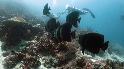 School of batfish with group of divers in the background Stock Footage 130240846