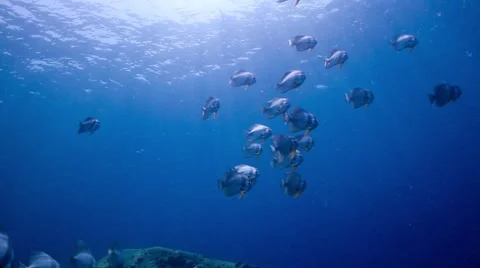 School of batfish near the surface Stock Footage 58303921