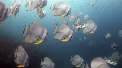 School of Batfish swimming close to the camera Stock Footage 130240731
