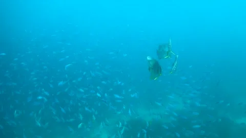 School of batfish swimming through school of small fish in shallow Stock Footage 130240754