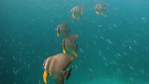 School of batfish swimming through school of small fish in shallow Stock Footage 130240782