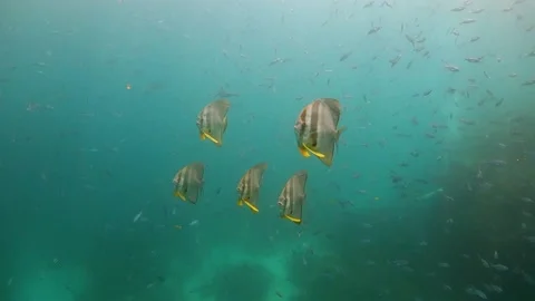 School of batfish swimming through school of small fish in shallow Stock Footage 130240793