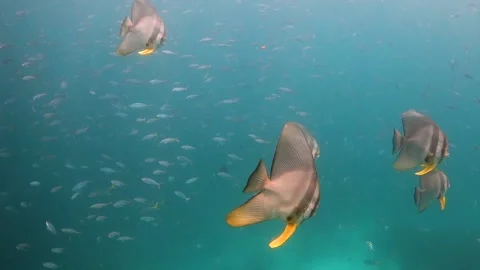 School of batfish swimming through school of small fish in shallow Stock Footage 130240800