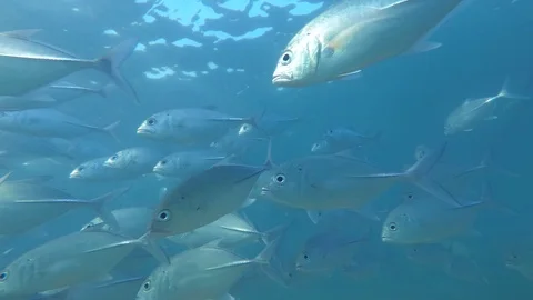 School of Bayads swim under surface in the blue water. Bigeye Trevally - Caranx Stock Footage 107304935