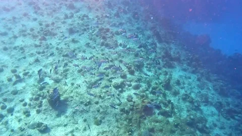 A school of Bermuda Chub swimming in the deep water rock and coral ree Stock Footage 237143408