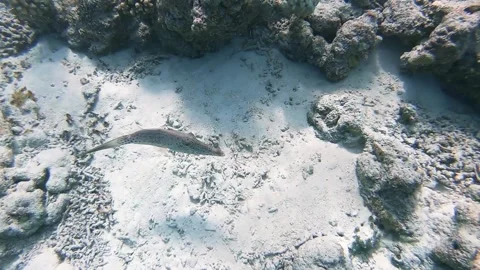  School of bicolor anthias fish and parrotfish swimming over tropical coral in c Stockbeeldmateriaal 240938005