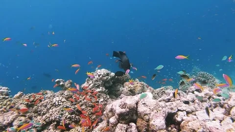 School of bicolor anthias fish and parrotfish swimming over tropical coral in co Vídeo Stock 240938068