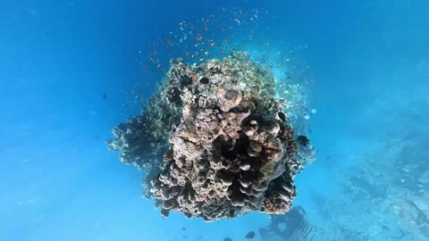 School of bicolor anthias fish and parrotfish swimming over tropical coral 스톡 동영상 240938396