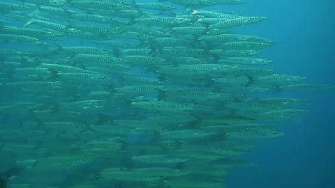 School of big barracudas Stock Footage 119154801