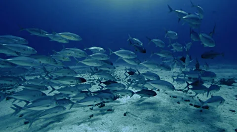 School of big eye jack fish over sandy sea bottom, Red Sea Stock Footage 38648276
