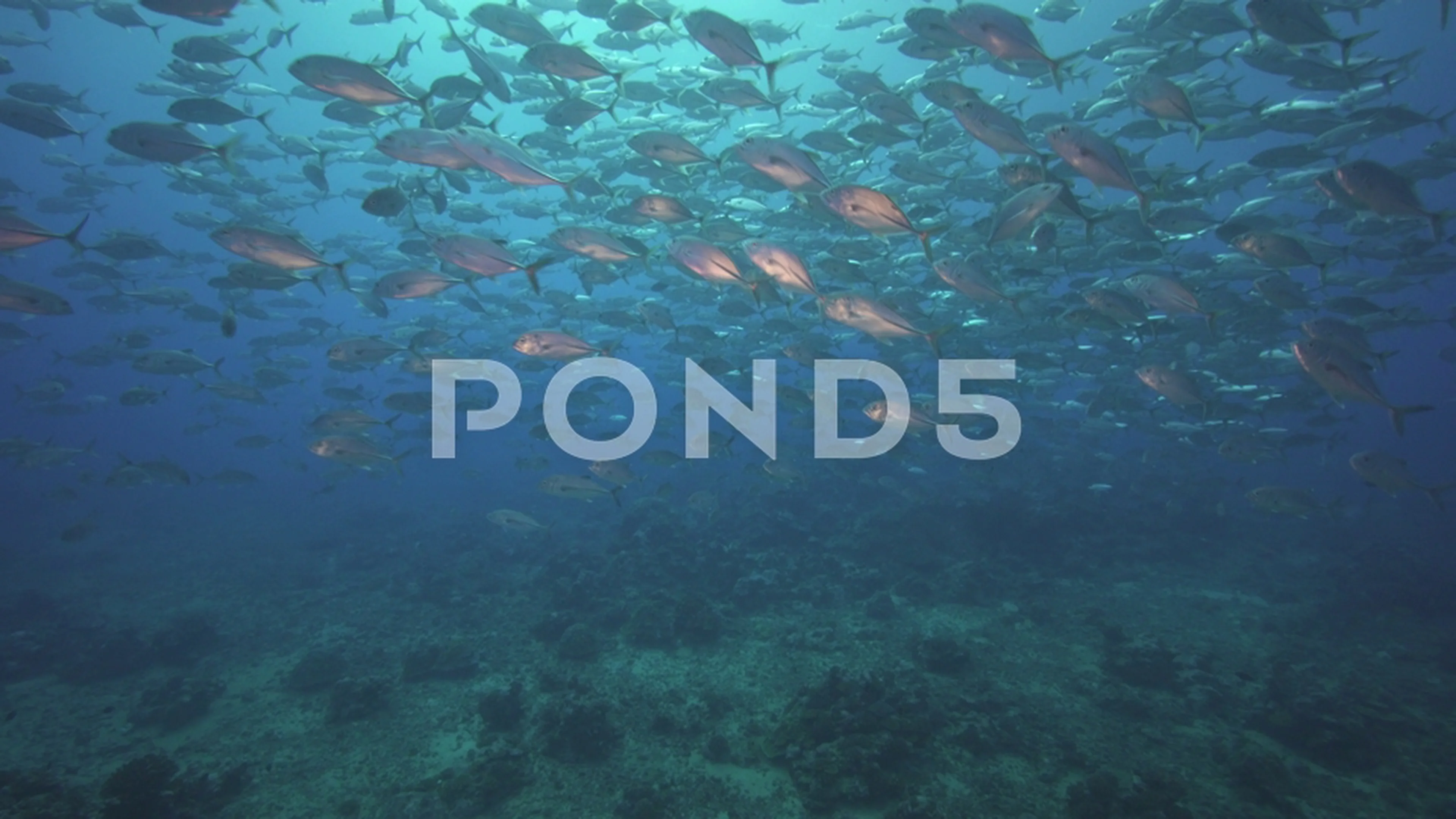 school of big eye jack fish travellies ... | Stock Video | Pond5