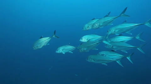 School of big eye jackfish Stock Footage 42946846