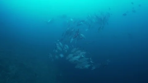 A School of Big Eye Jacks with a Diver Stock Footage