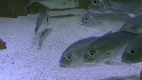 A School Of Big Eye Trevally Fish Stock Footage 72689236