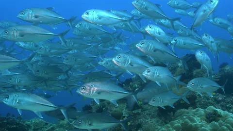 School of big eye trevally in Raja Ampat Stock Footage 131081908