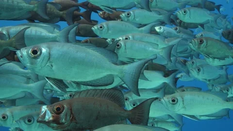 School of bigeye Stock Footage 166439113