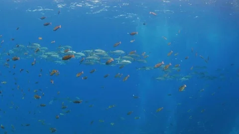School of Bigeye Jack fish swimming in the blue sea Stock Footage 115871609