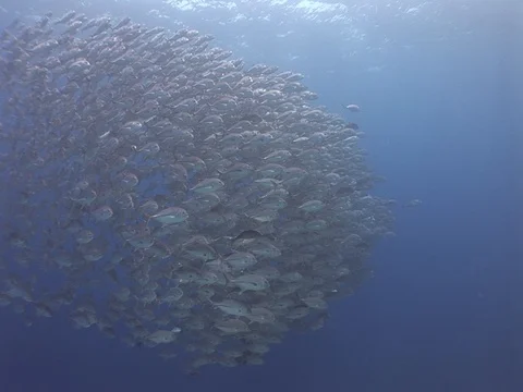 School of Bigeye Jacks Stock Footage 98705013