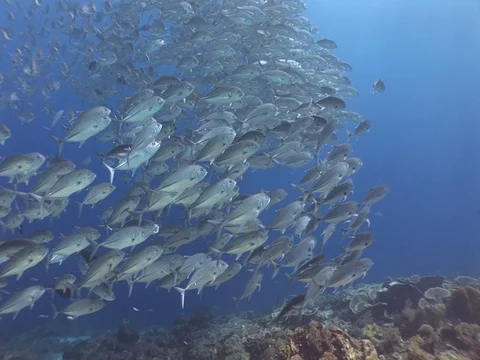 School of Bigeye Jacks Stock Footage 98705031