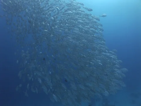 School of Bigeye Jacks Stock Footage 98705356