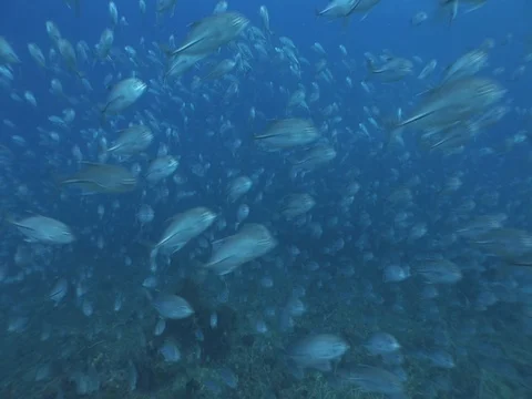 School of Bigeye Jacks Stock Footage 98706231
