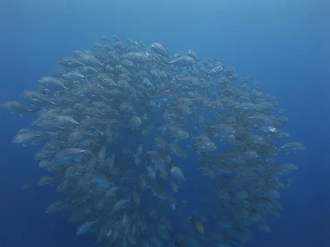 School of Bigeye Jacks 스톡 동영상 98706319